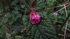 Rubus acanthophyllos