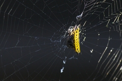 Gasteracantha cancriformis