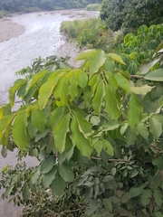 Pterocarpus michelianus