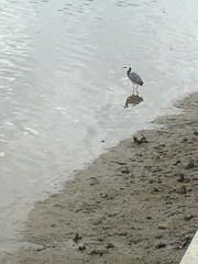 Egretta novaehollandiae novaehollandiae
