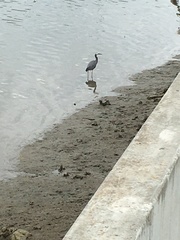 Egretta novaehollandiae novaehollandiae