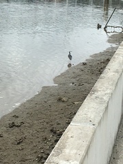 Egretta novaehollandiae novaehollandiae