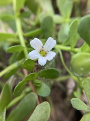 Bacopa monnieri