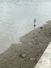 Egretta novaehollandiae novaehollandiae
