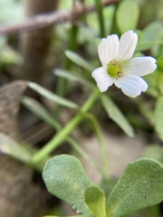 Bacopa monnieri