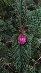 Rubus acanthophyllos