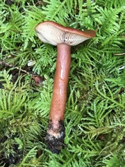 Lactarius subflammeus