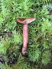 Lactarius subflammeus