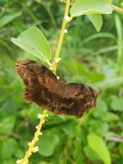 Achlyodes busirus heros
