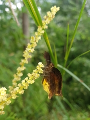 Achlyodes busirus heros