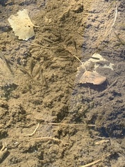 Rhinichthys osculus 6