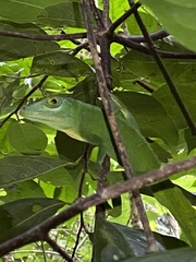 Anolis cuvieri