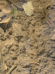 Rhinichthys osculus 6