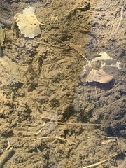 Rhinichthys osculus 6