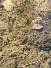 Rhinichthys osculus 6