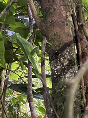 Anolis cuvieri