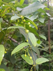 Blepharodon mucronatum