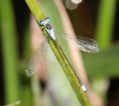 Lestes vigilax