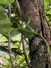 Anolis cuvieri