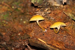 Chrysomphalina chrysophylla