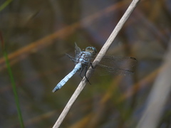 Orthetrum boumiera