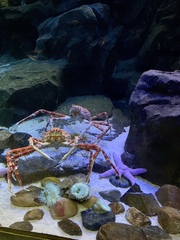 Macrocheira kaempferi