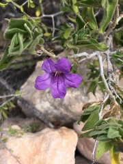 Ruellia californica californica