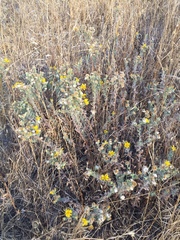 Heterotheca sessiliflora echioides