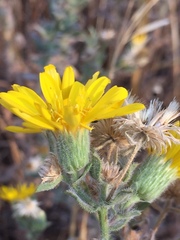 Heterotheca sessiliflora echioides