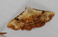 Corgatha molybdophaes