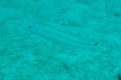 Malacanthus plumieri