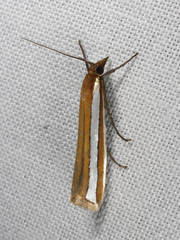 Corynophora lativittalis