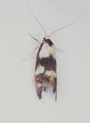 Cosmaresta archedora