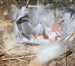 Hirundo neoxena