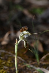 Pterostylis biseta