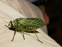 Physemacris variolosa