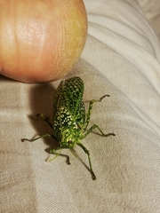 Physemacris variolosa