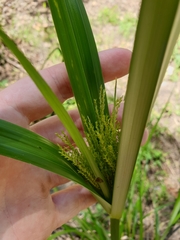 Cyperus exaltatus