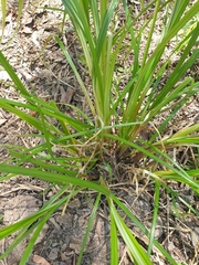 Cyperus exaltatus