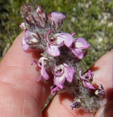 Pedicularis attollens