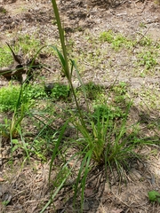 Cyperus exaltatus