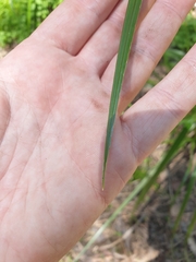 Cyperus exaltatus
