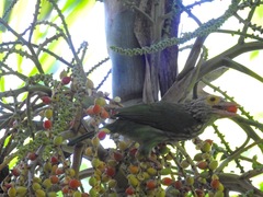 Psilopogon lineatus