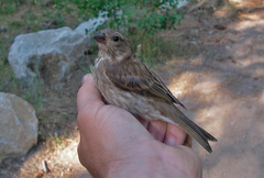 Haemorhous purpureus californicus