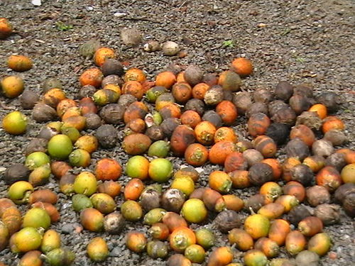 Areca catechu