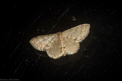 Idaea pilosata