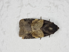 Hampsonodes melagona