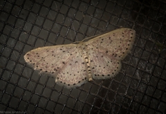 Idaea punctatissima