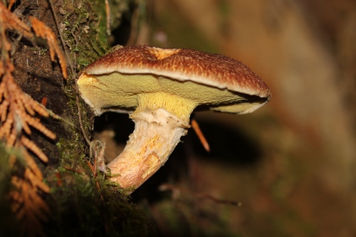 Western Painted Suillus