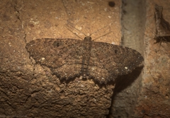 Eccymatoge fulvida